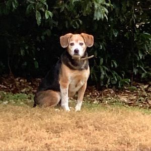 Meet your Posher, Buck